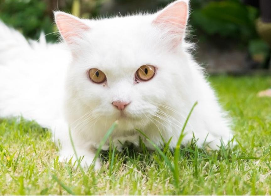 Degeneration of the Iris in the Eye in Cats PetMD